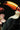 Exotic Tropical Jungle Mural - Toucan, Jaguar, Spider & Butterflies