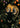 Exotic Tropical Jungle Mural - Tigers, Monkeys & Butterflies