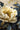 golden Peony Mural