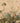 Mountain Grove | Parchment
