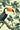 Tropical Toucans Wallpaper