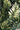 Botanical Leaves Wallpaper