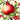 Pomegranate Garden Wallpaper